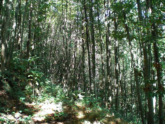 La valle dei vegan...